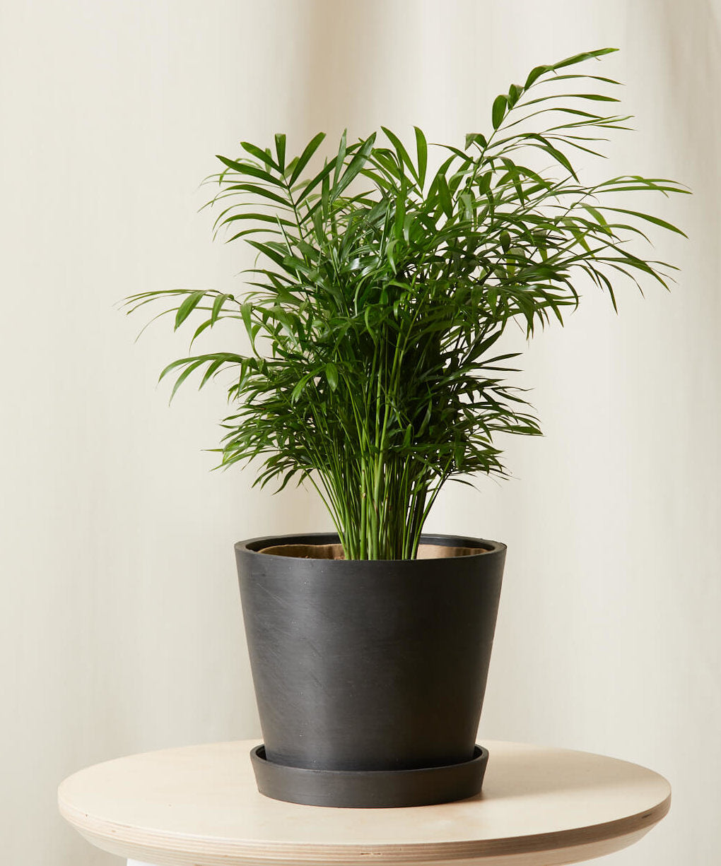 Parlor Palm