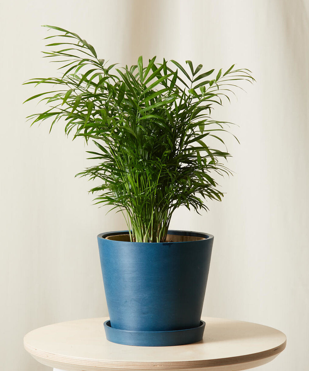 Parlor Palm
