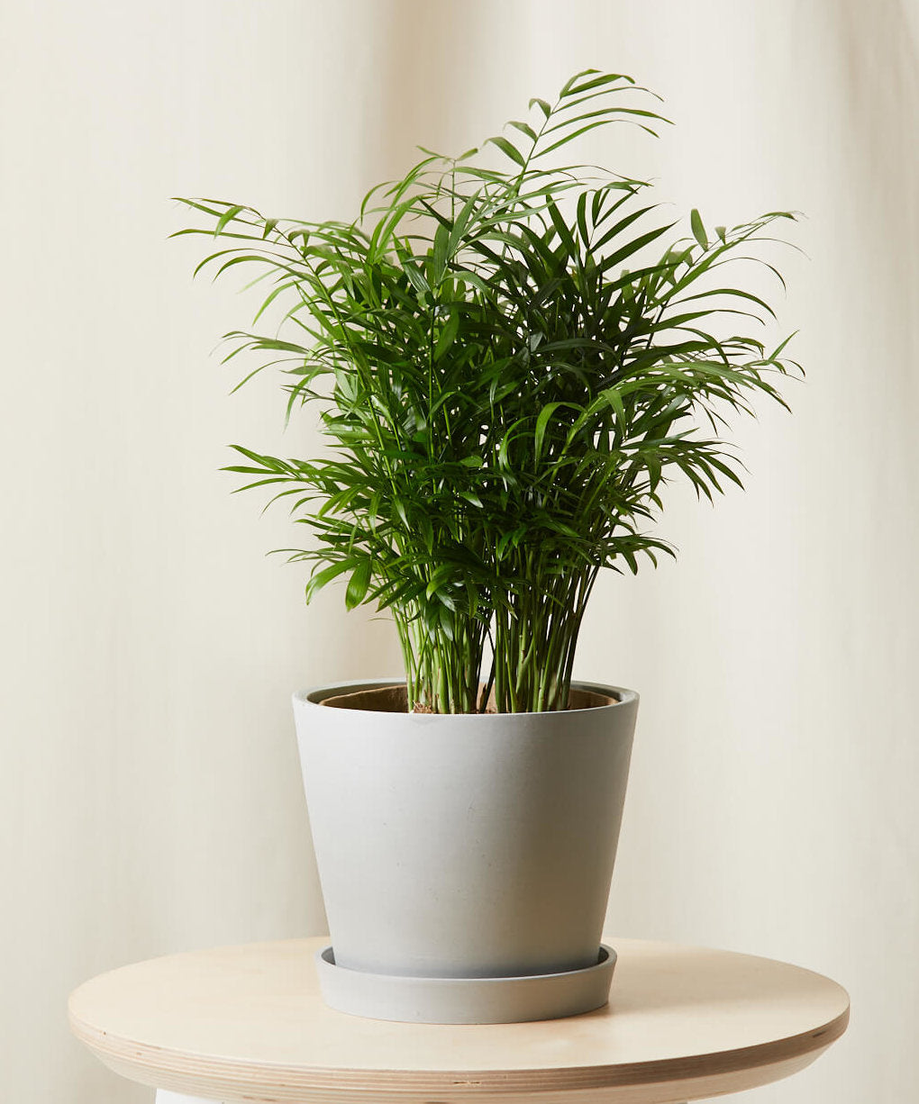 Parlor Palm