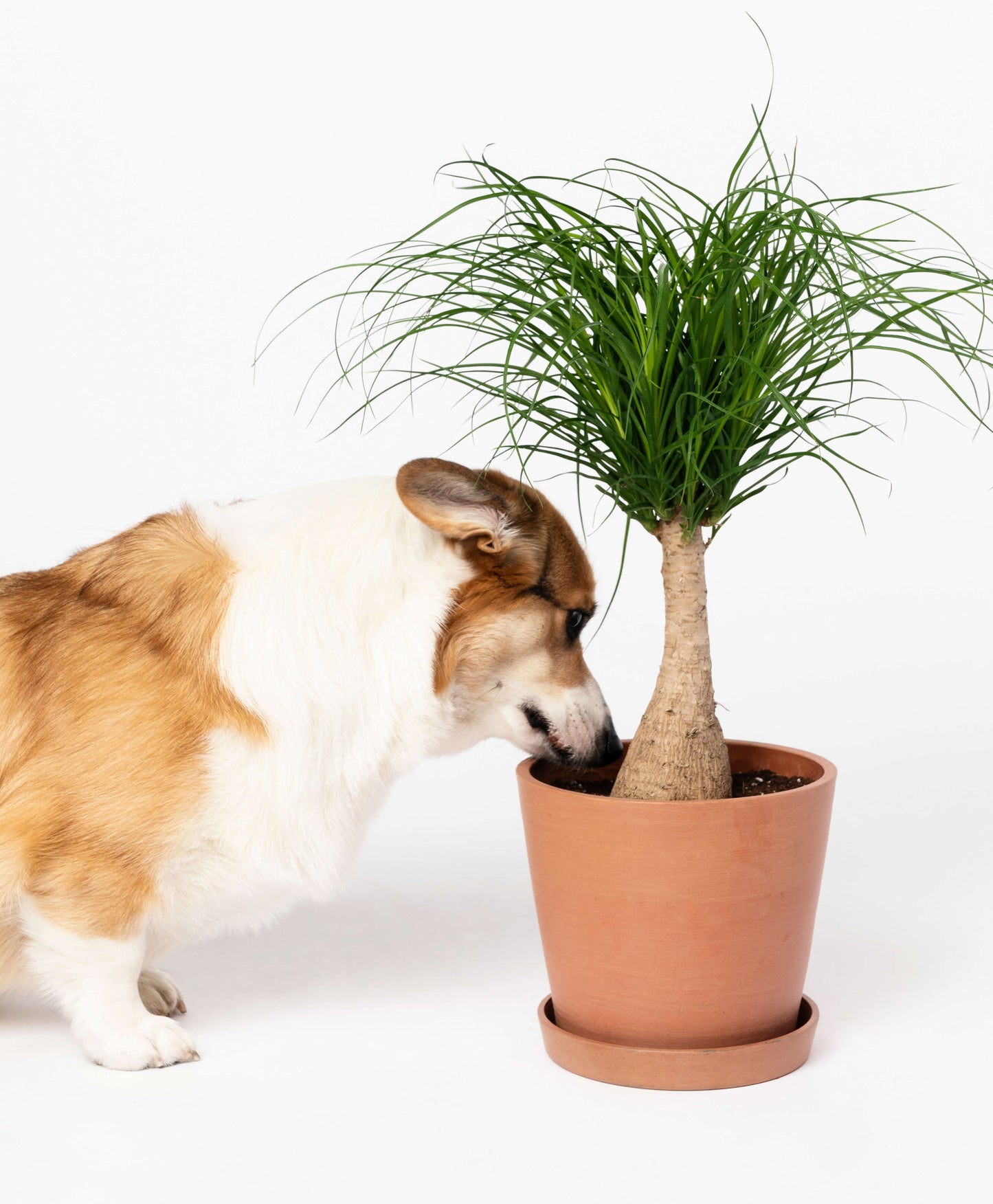 Buy Potted Bloomscape Ponytail Palm Indoor Plant