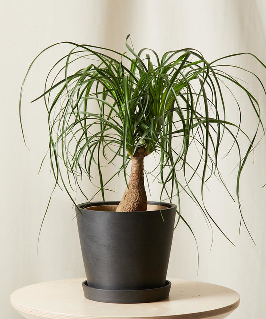 Buy Bloomscape Potted Ponytail Palm