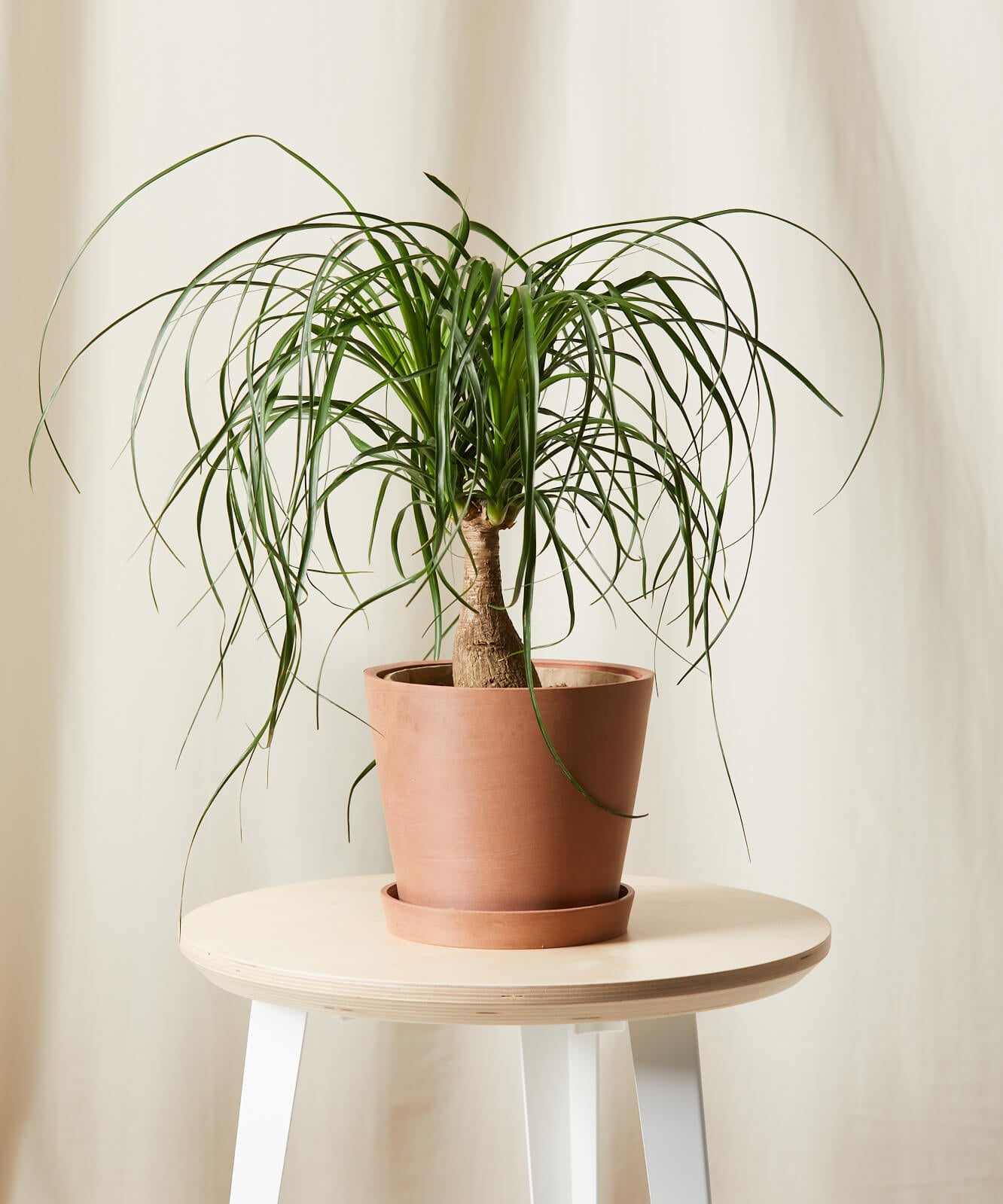 Buy Bloomscape Potted Ponytail Palm