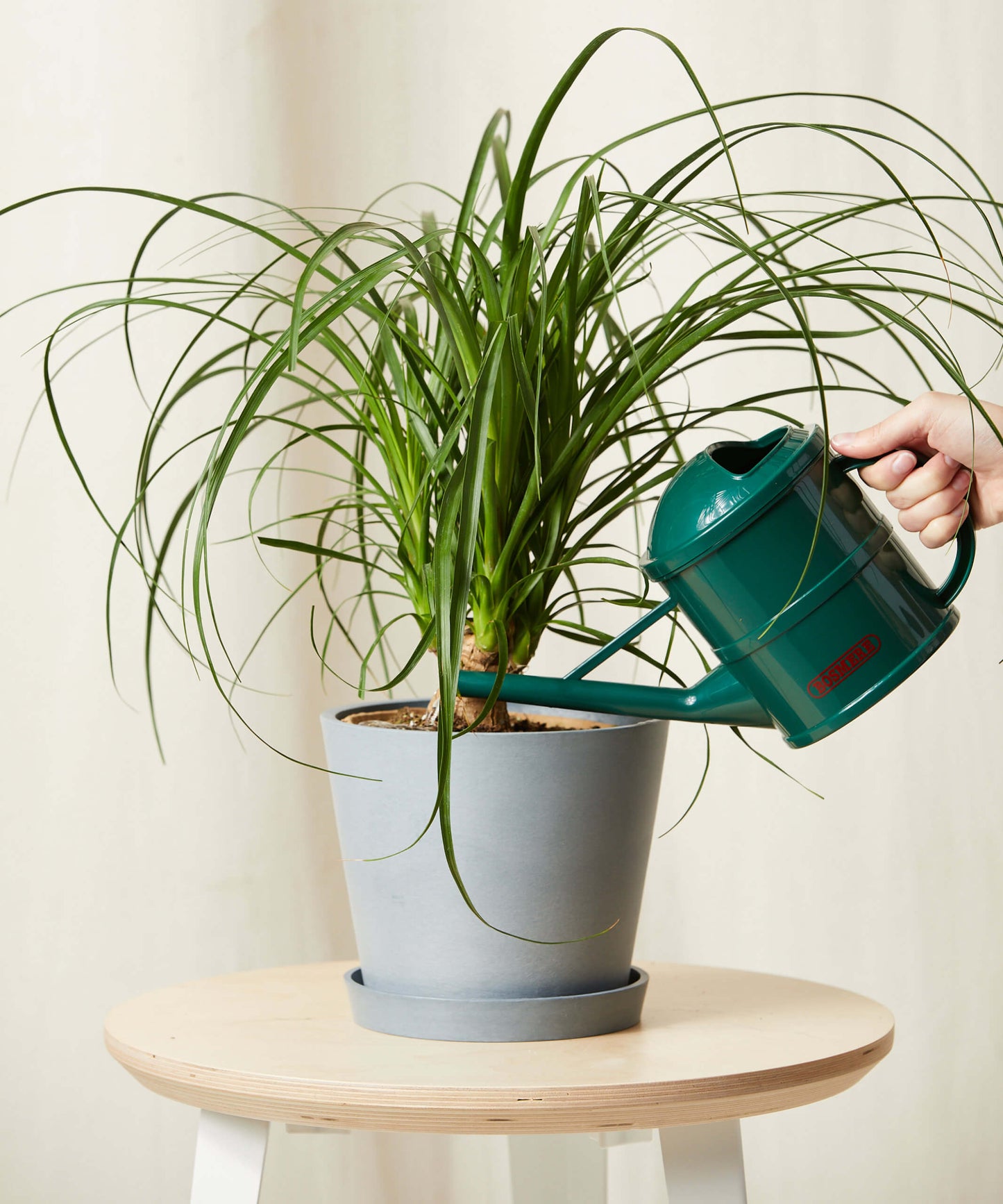 Ponytail Palm