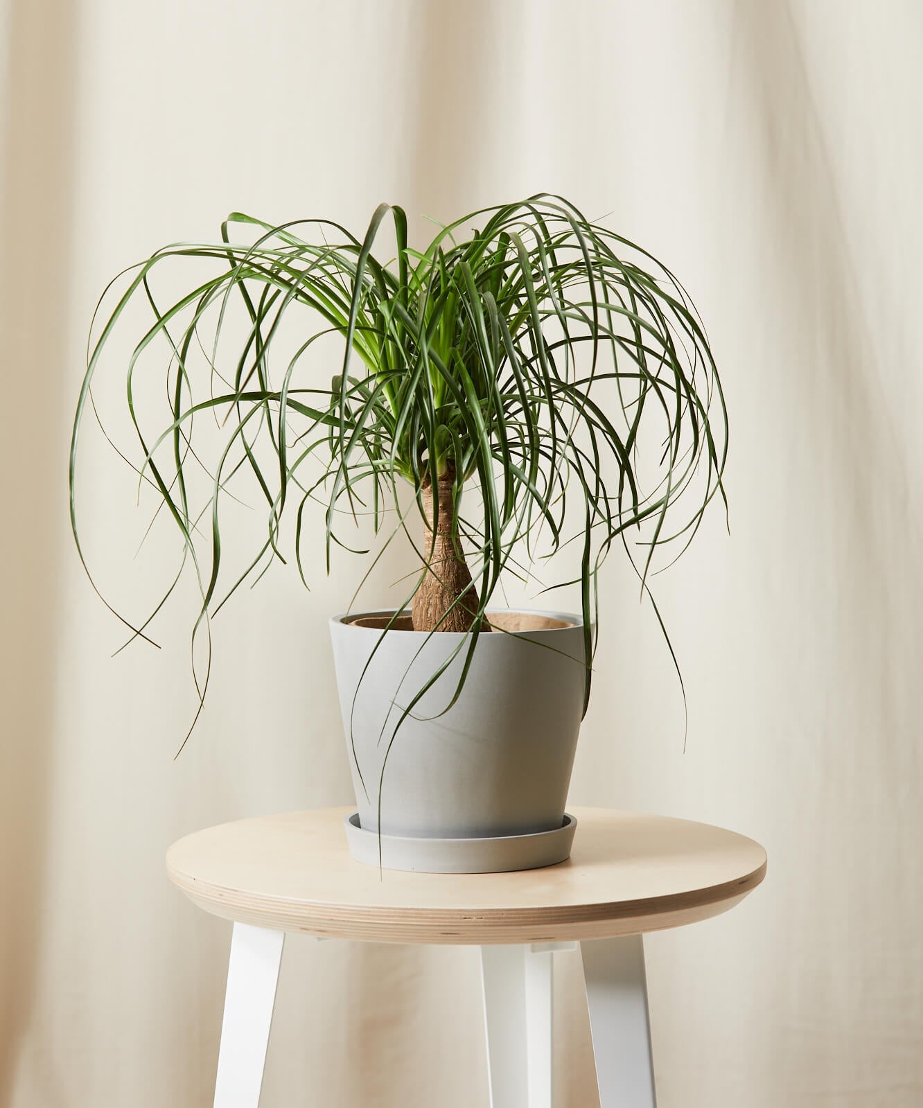 Buy Bloomscape Potted Ponytail Palm