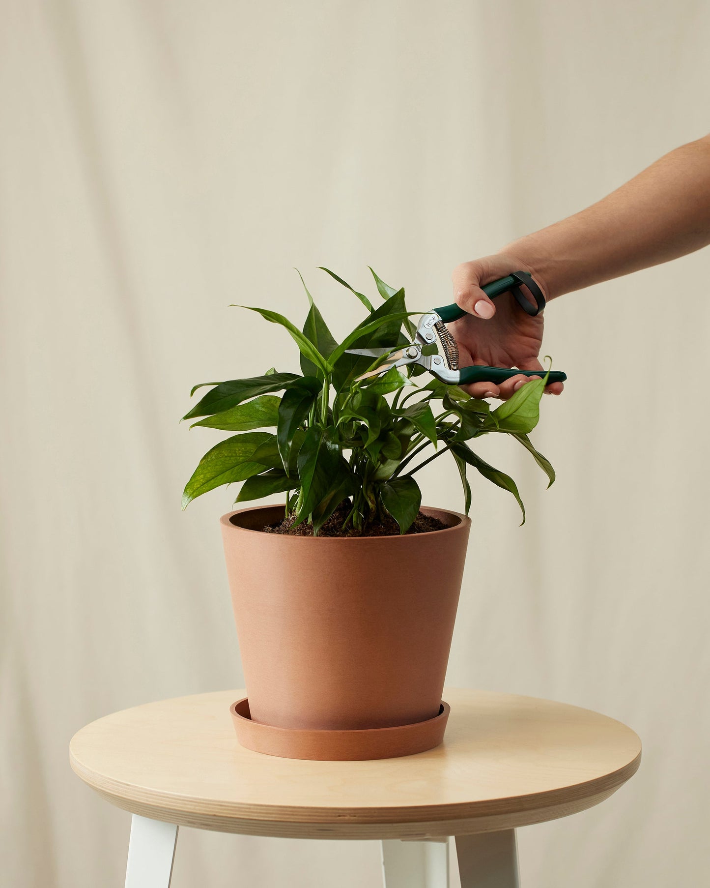 Baltic Blue Pothos