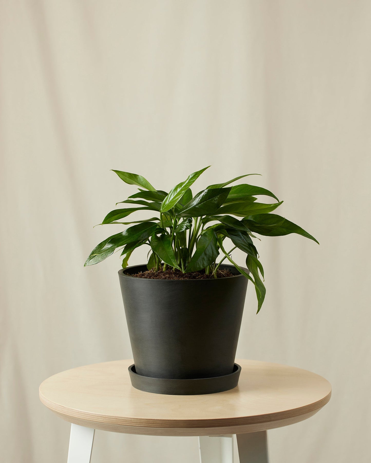 Baltic Blue Pothos