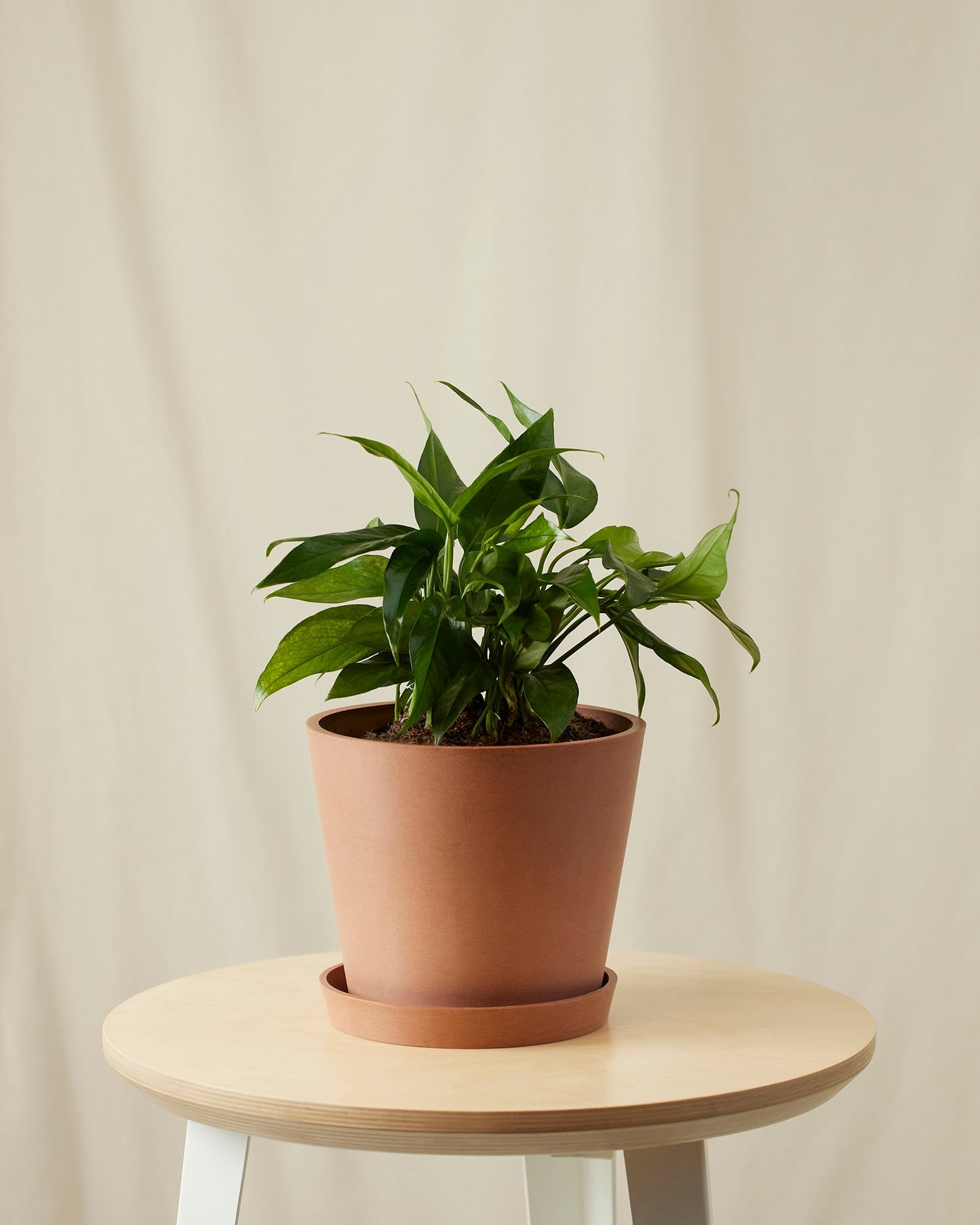 Baltic Blue Pothos