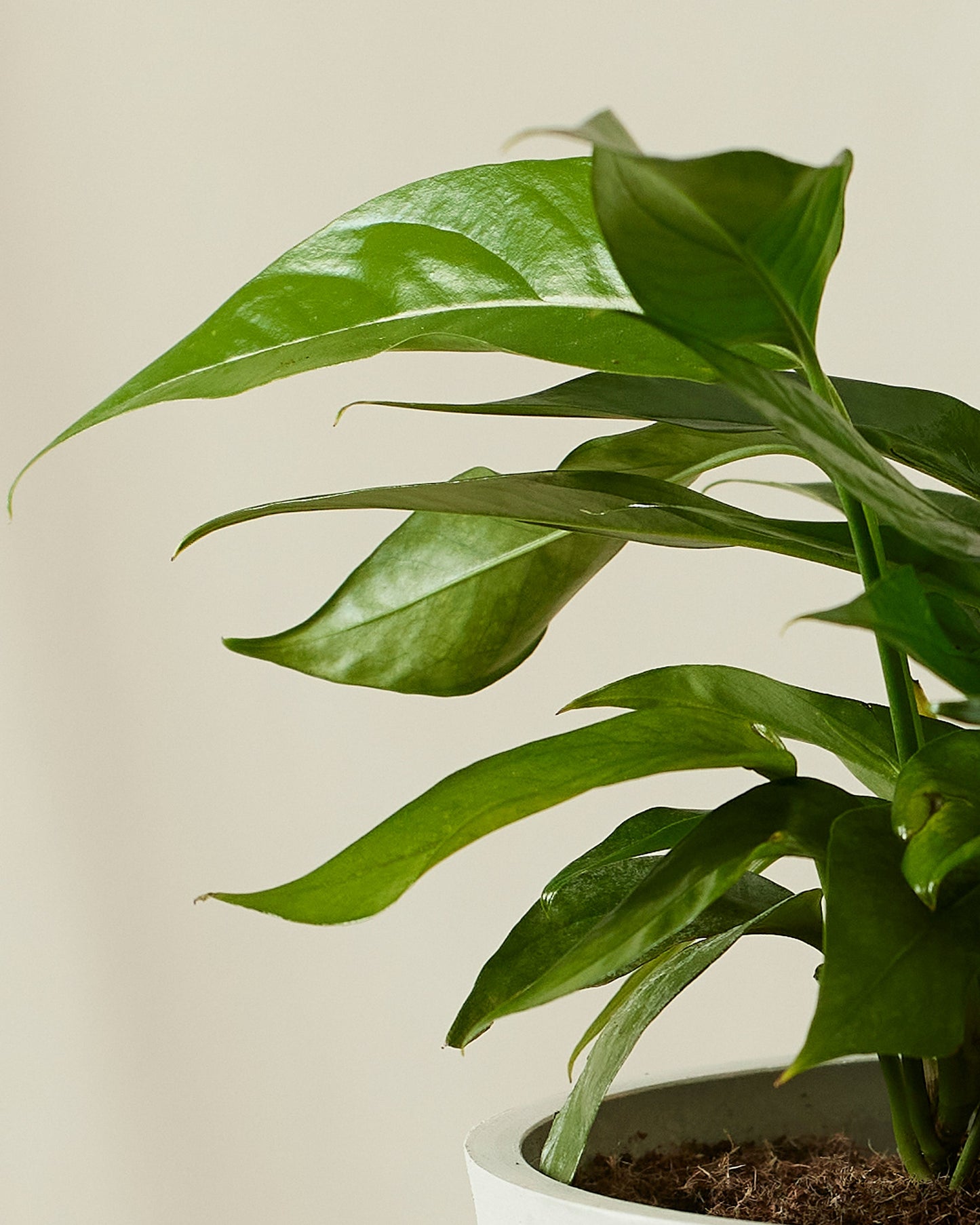 Baltic Blue Pothos