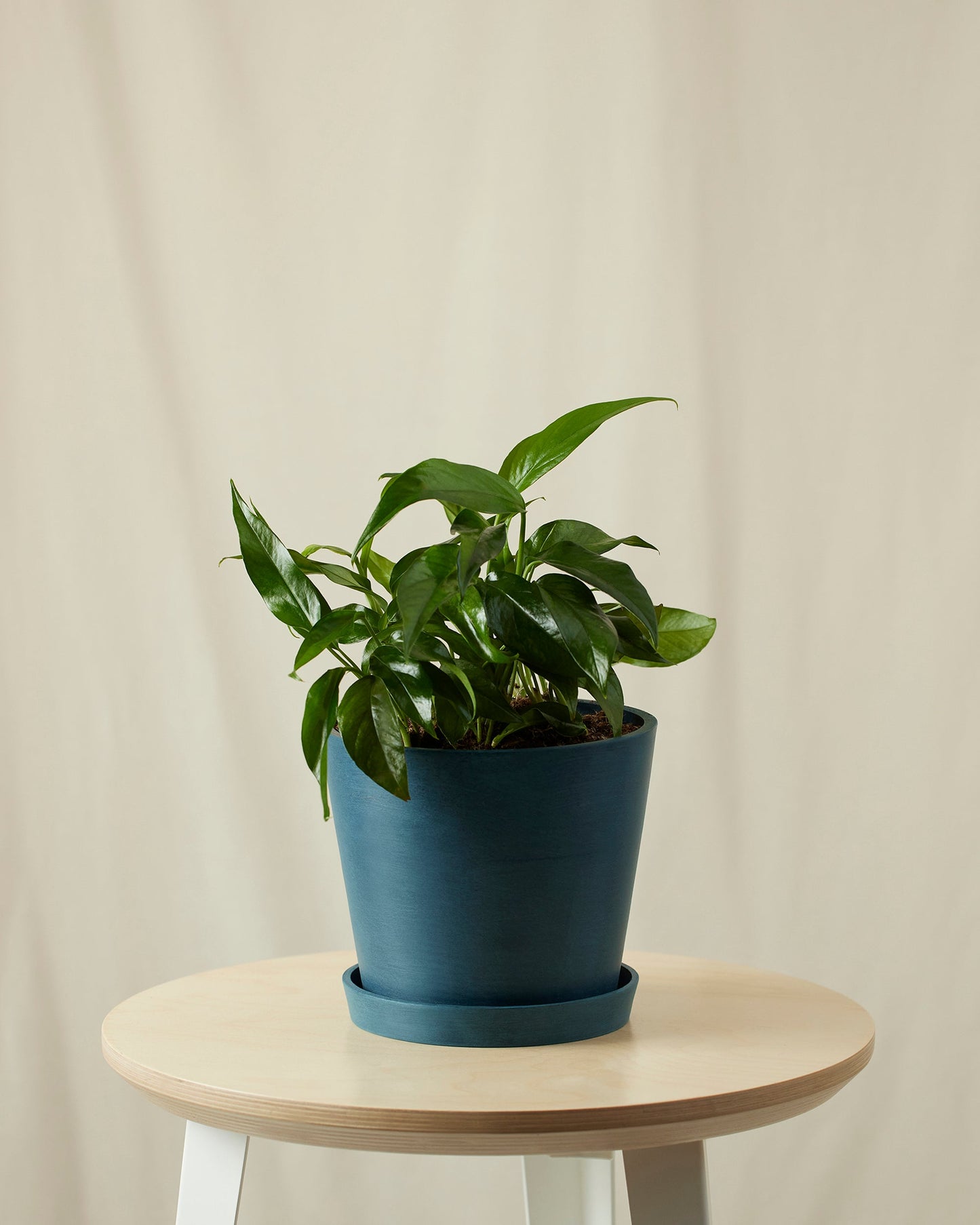 Baltic Blue Pothos