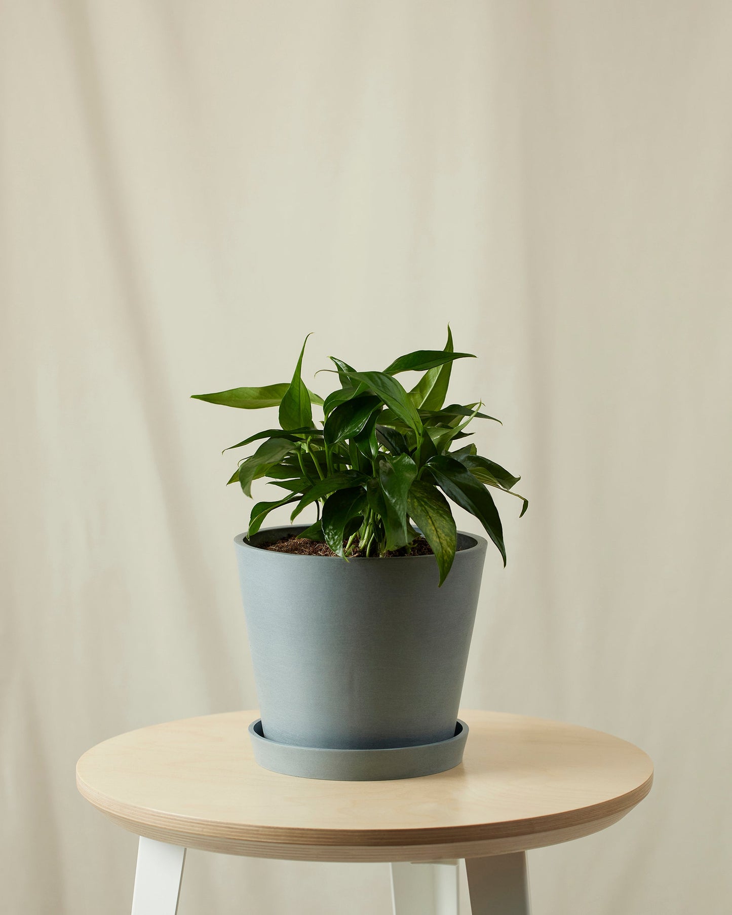 Baltic Blue Pothos