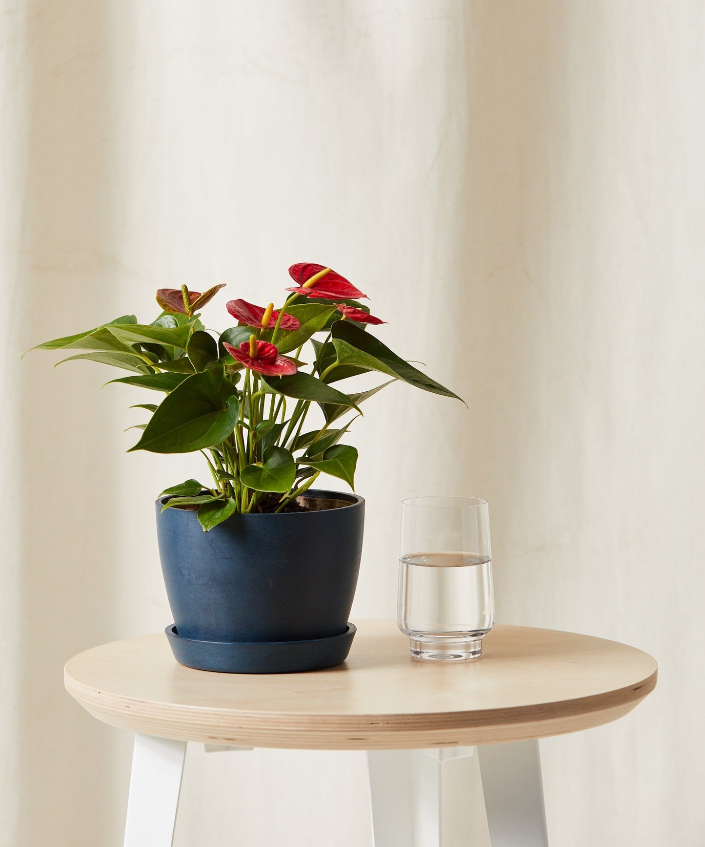 bloomscape_red-anthurium_sm_care-indigo