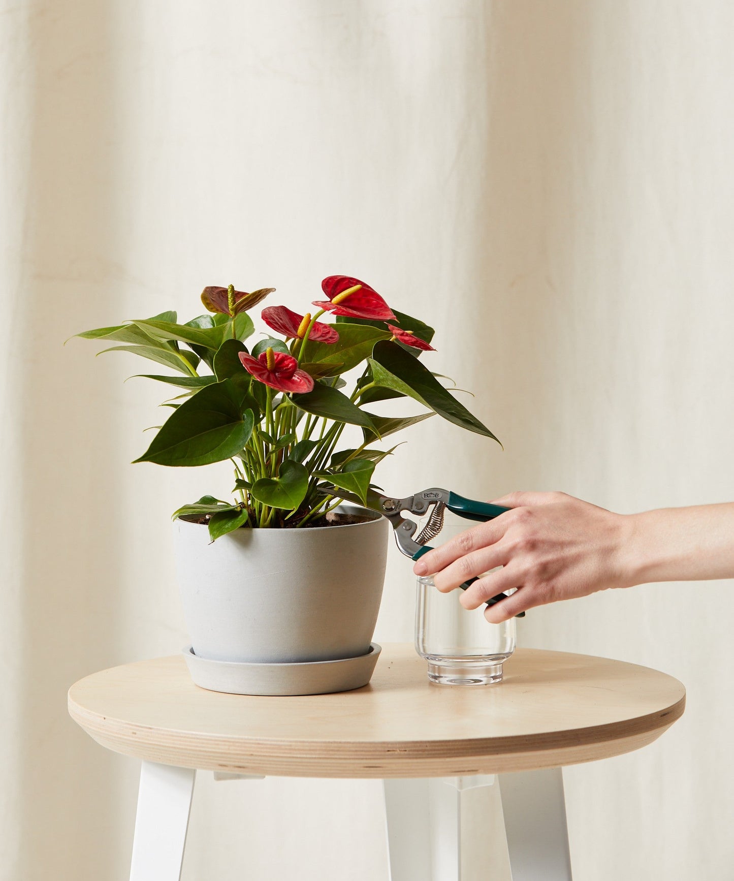 Red Anthurium