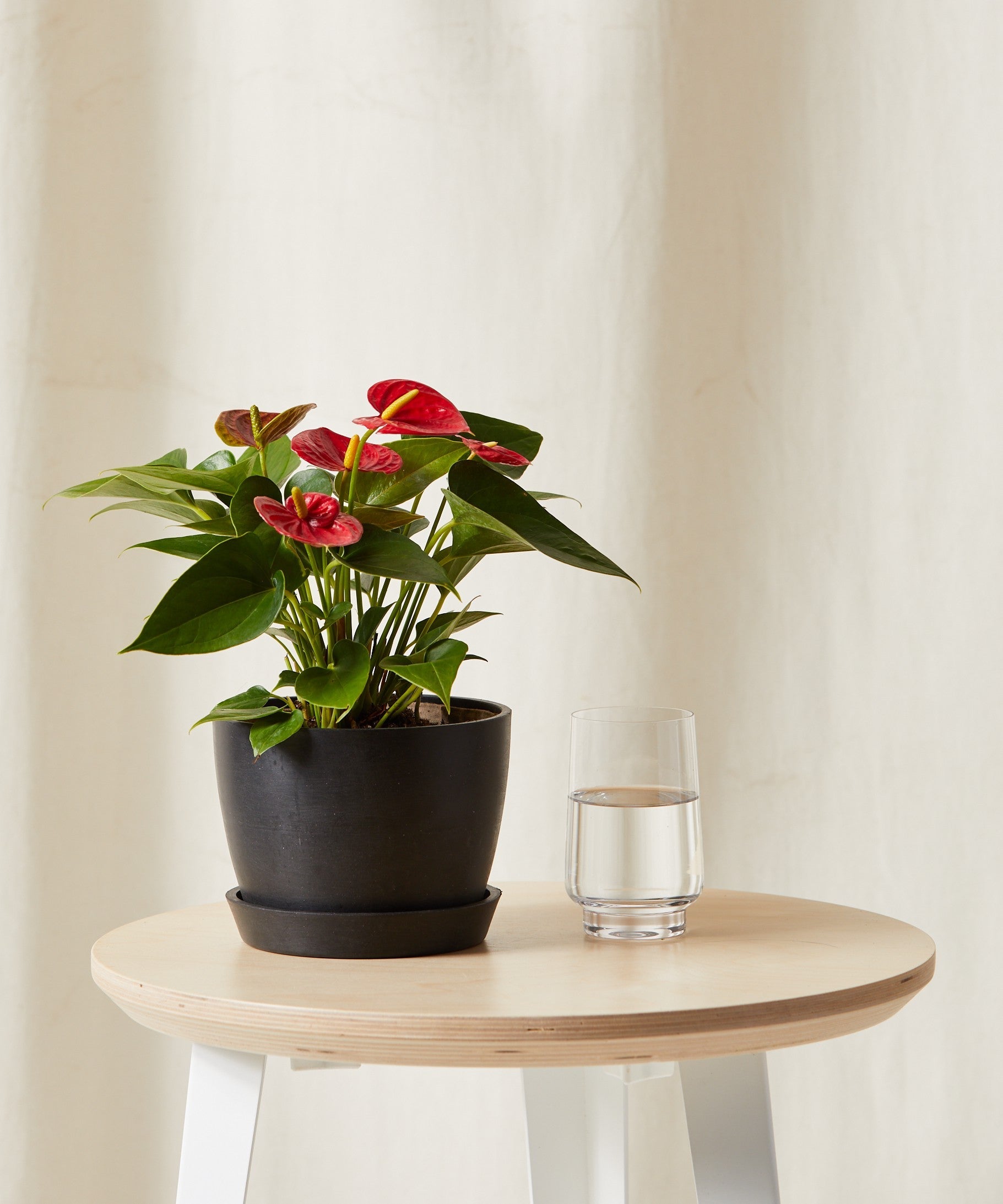 bloomscape_red-anthurium_sm_charcoal