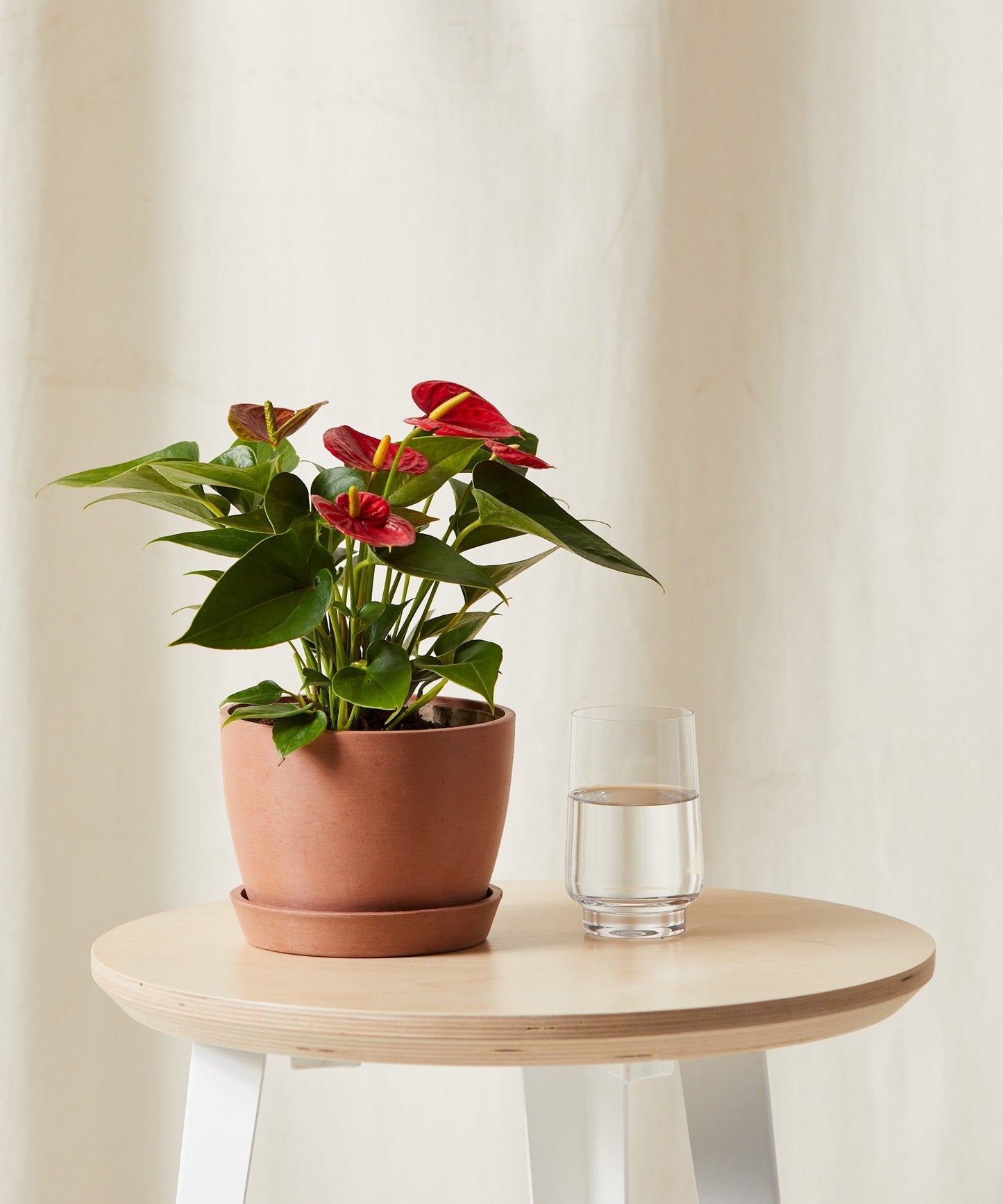 bloomscape_red-anthurium_sm_clay