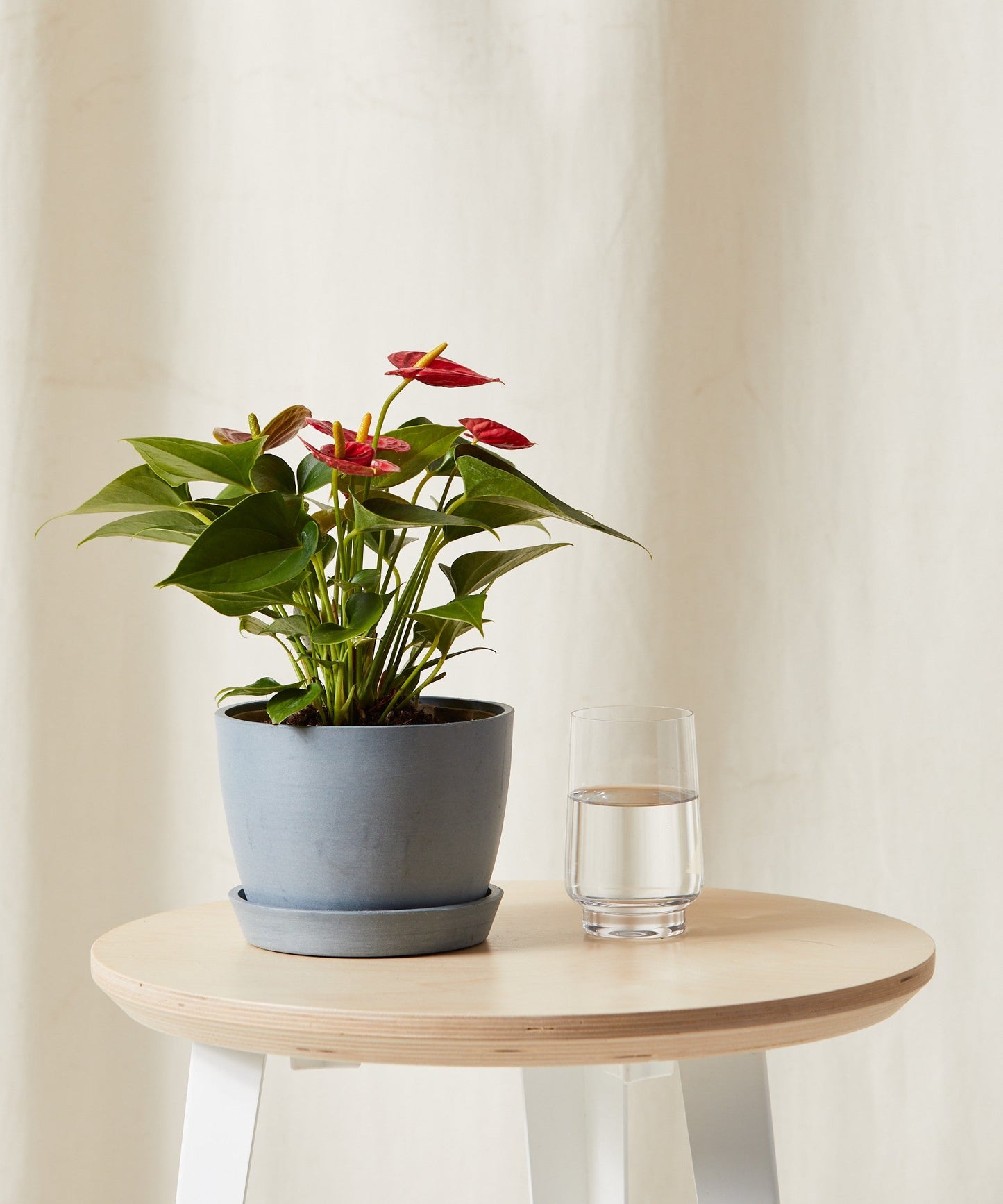 bloomscape_red-anthurium_sm_slate