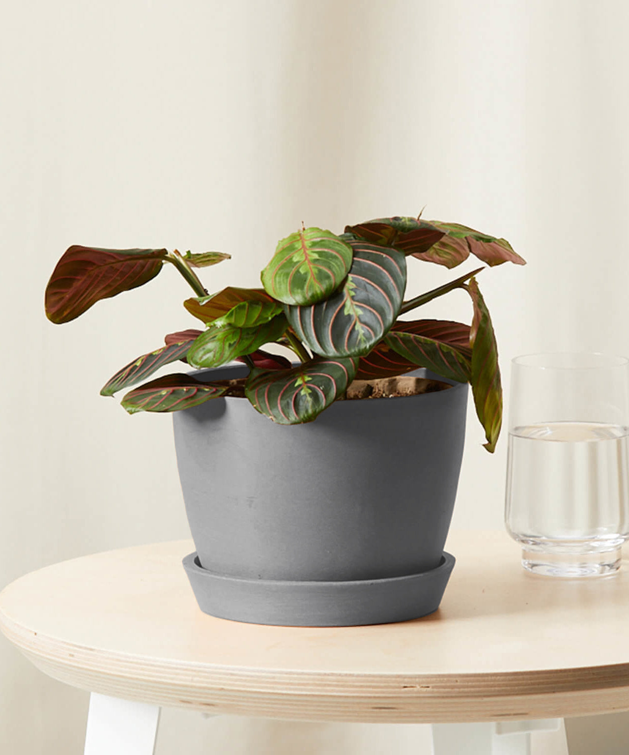 Red Prayer Plant