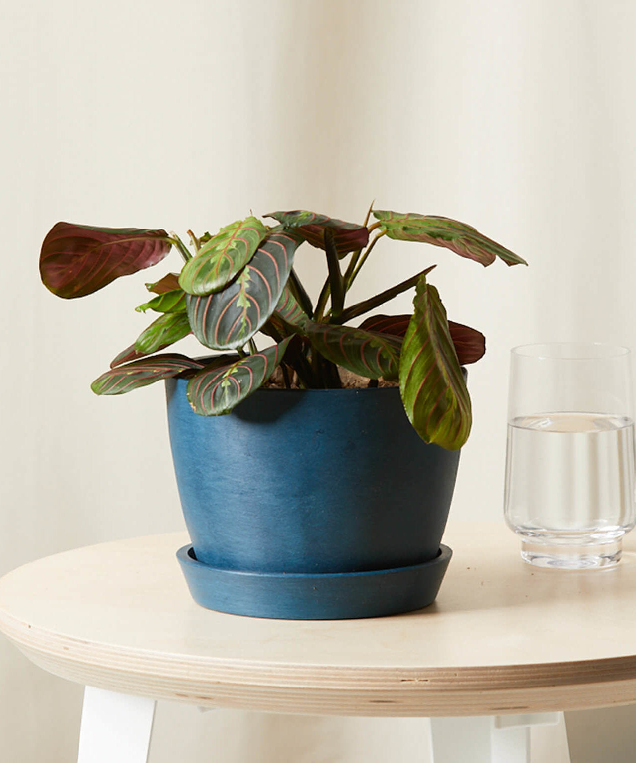 Red Prayer Plant
