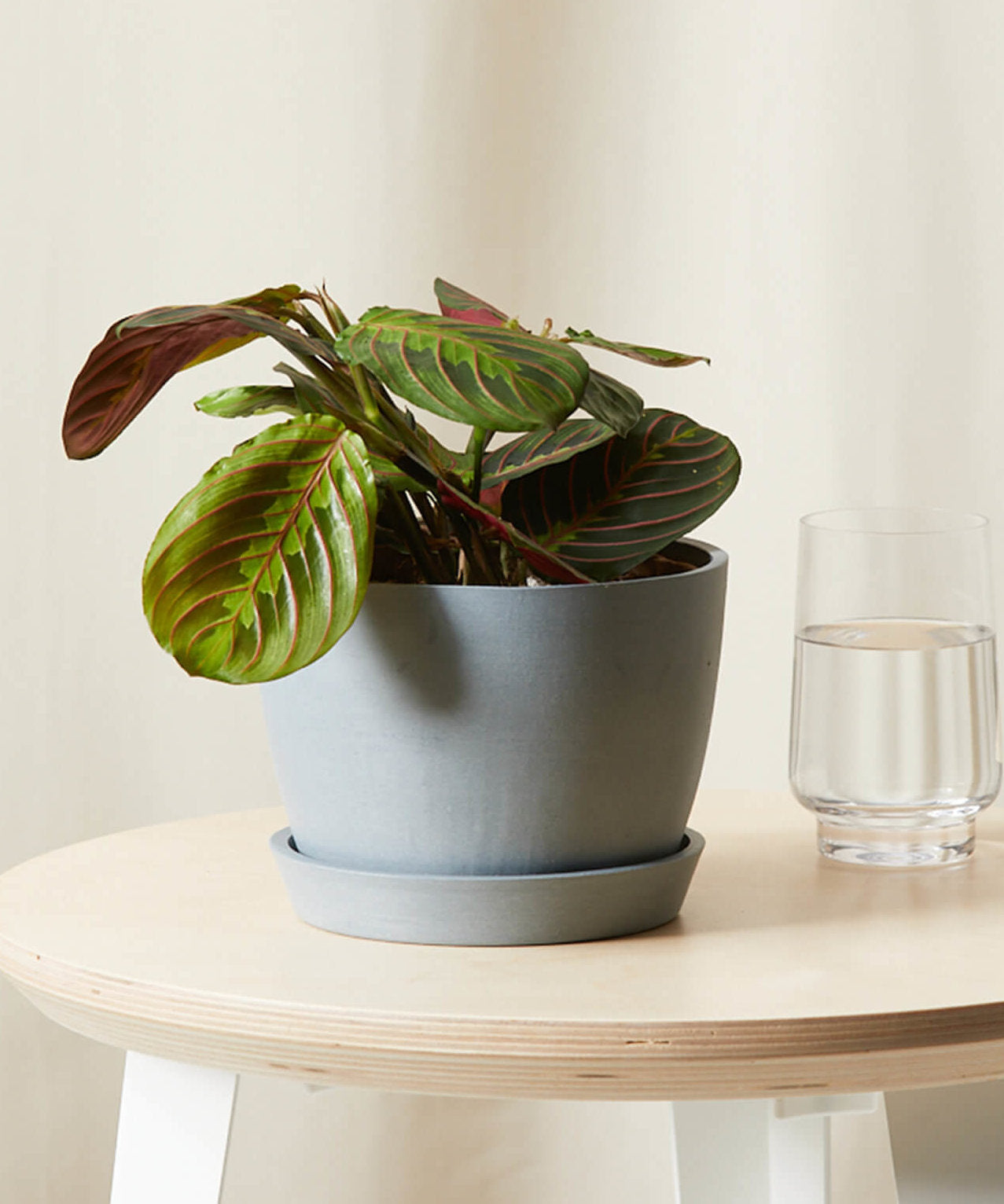 Red Prayer Plant