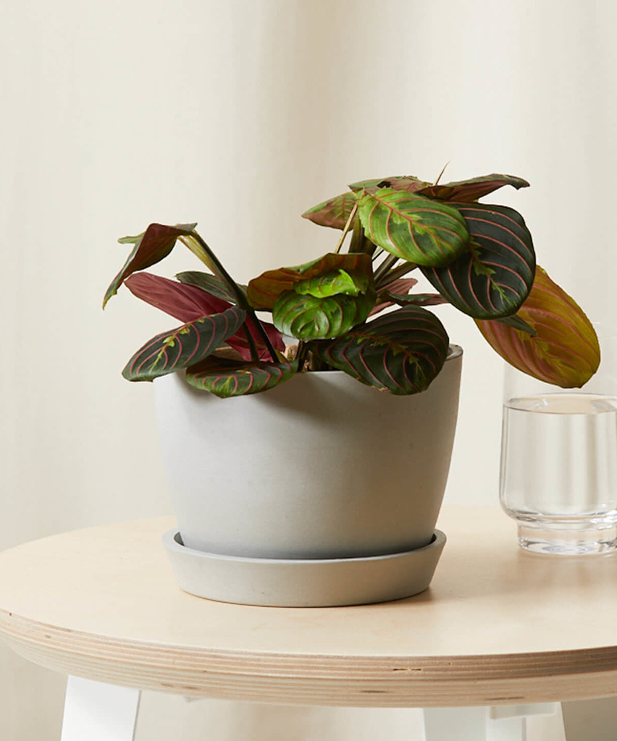 Red Prayer Plant