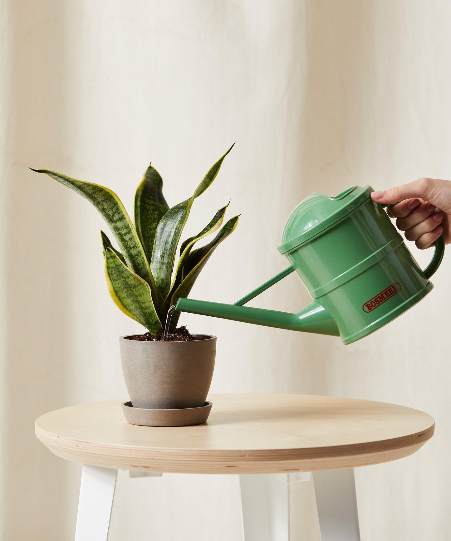 Snake Plant