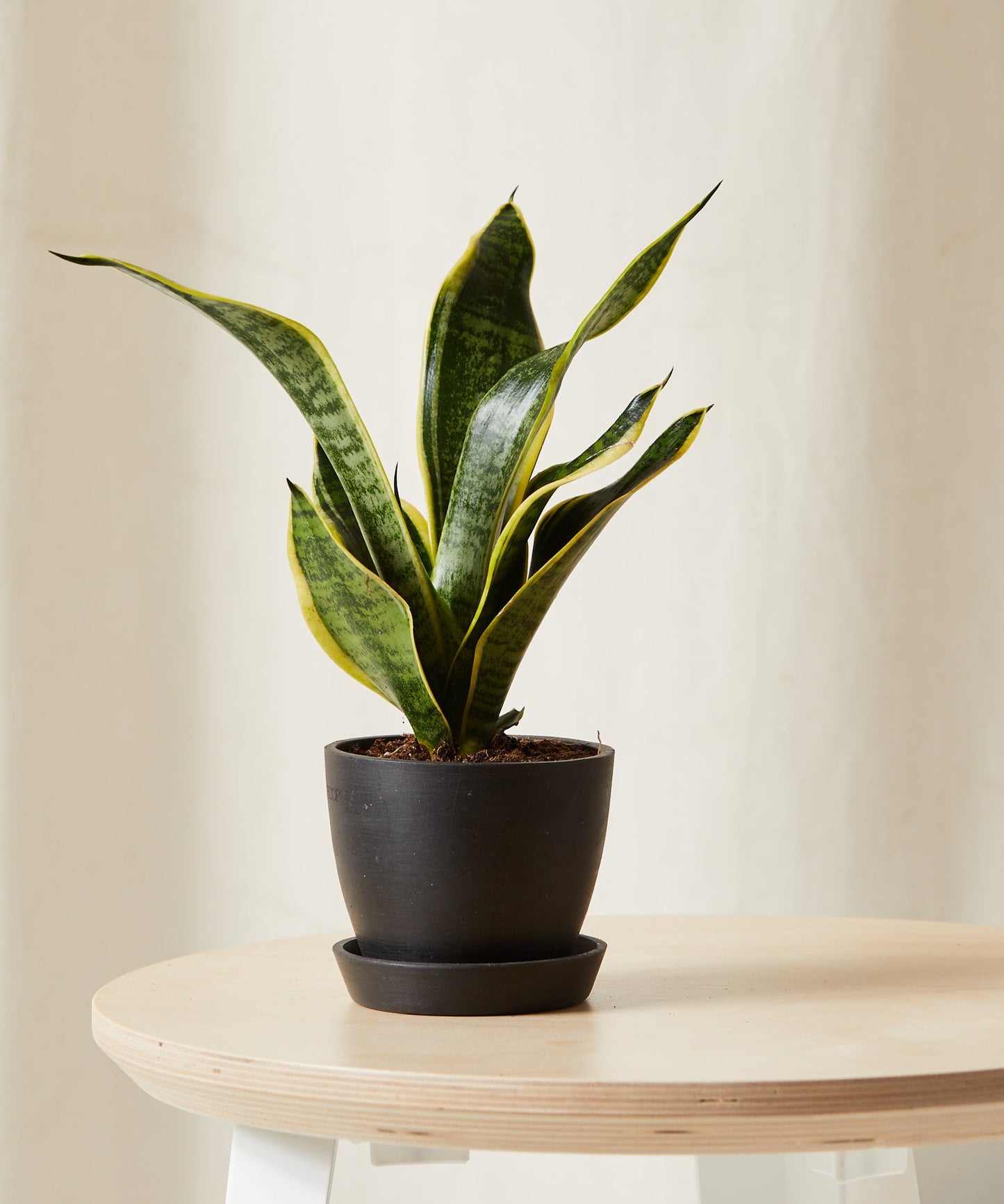 Snake Plant