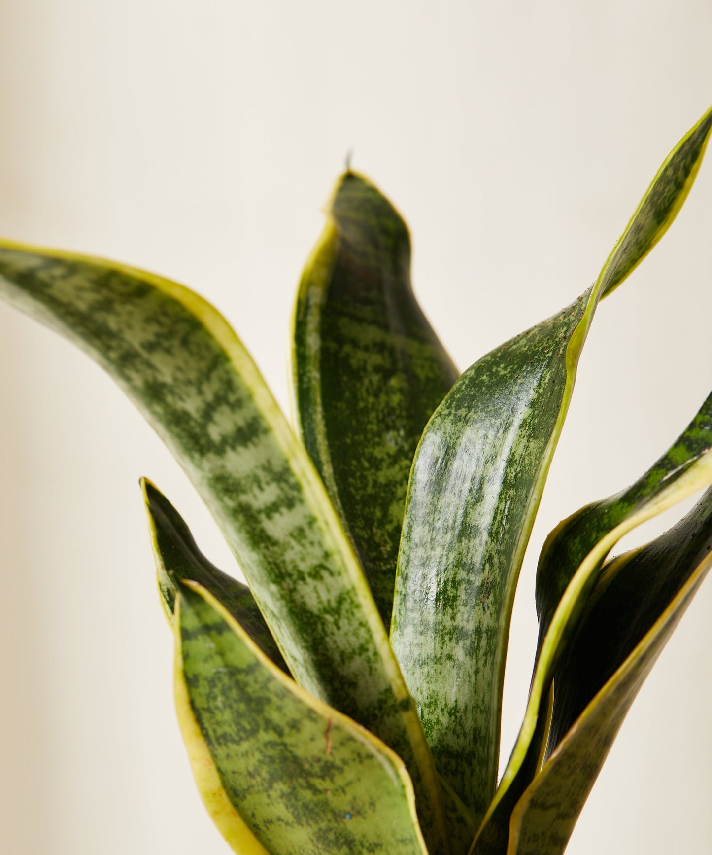 Snake Plant