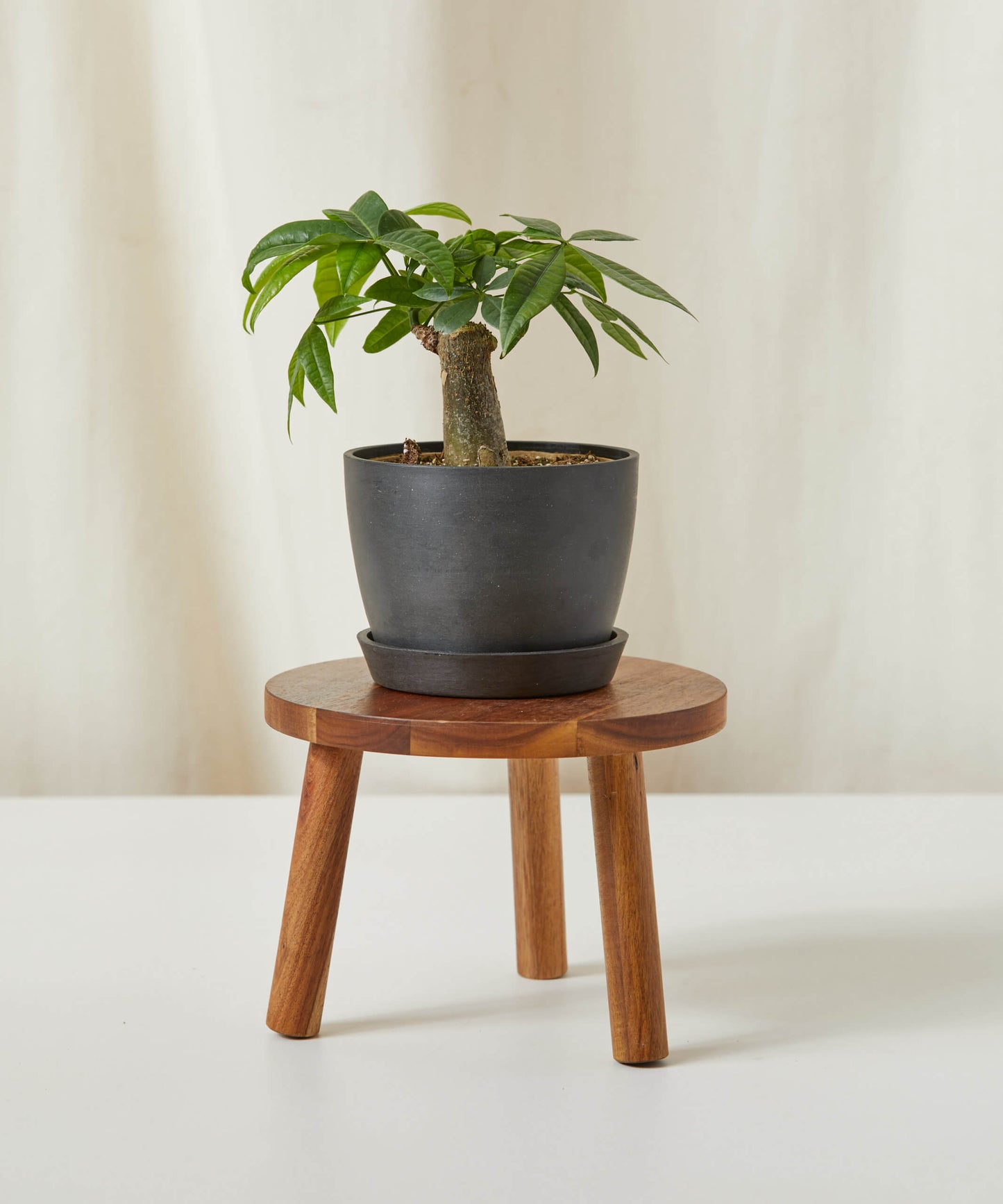 Mini Money Tree