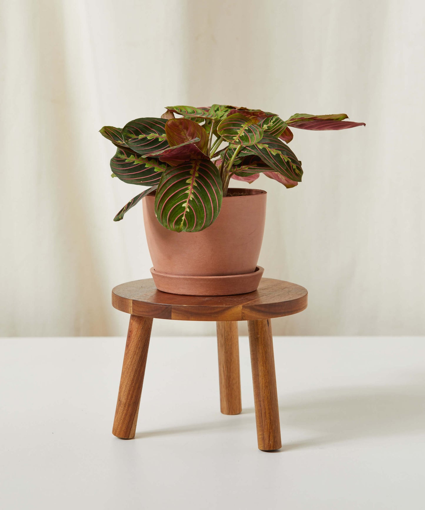 Red Prayer Plant