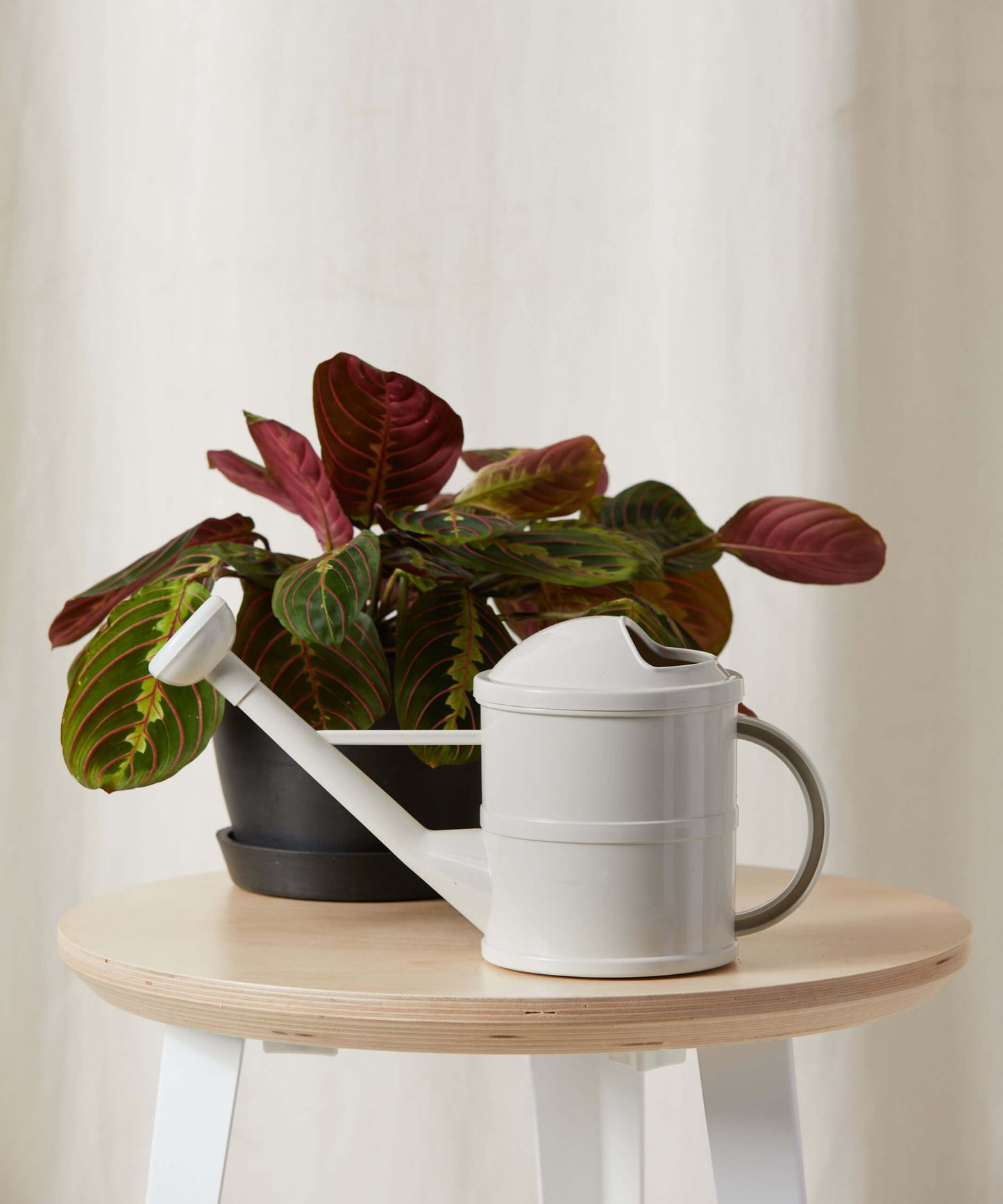 Red Prayer Plant