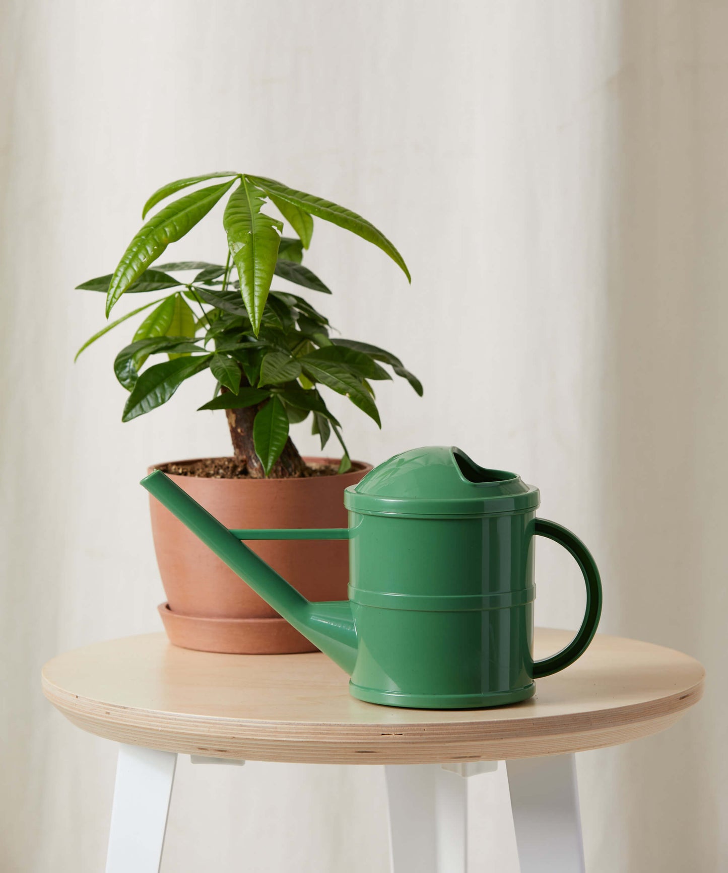 Mini Money Tree