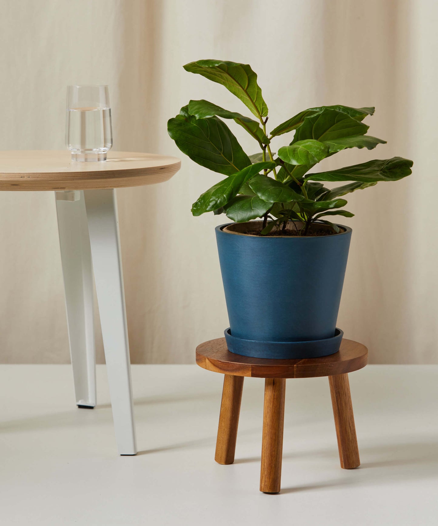 Little Fiddle Leaf Fig