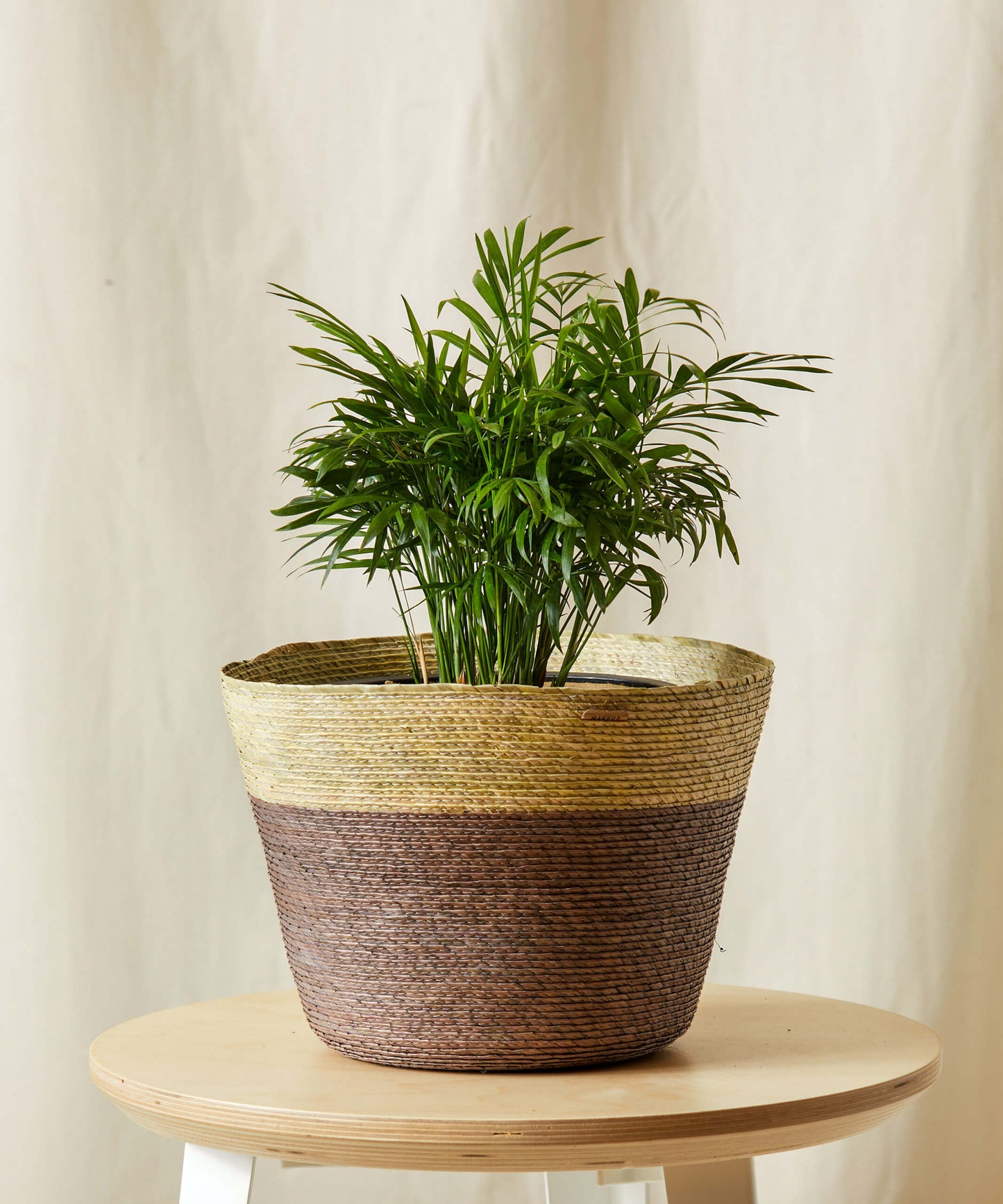 Parlor Palm in a woven basket planter on a wooden stool, with soft arching fronds and lush green leaves.