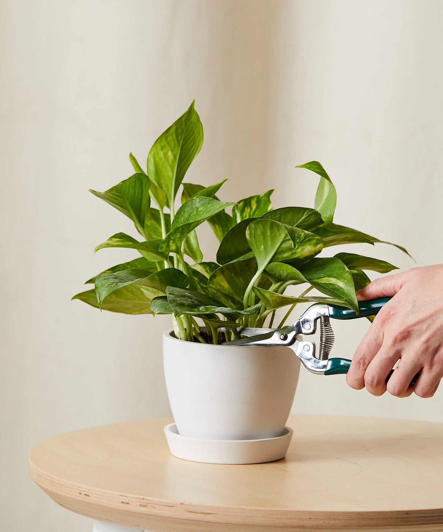 Golden Pothos