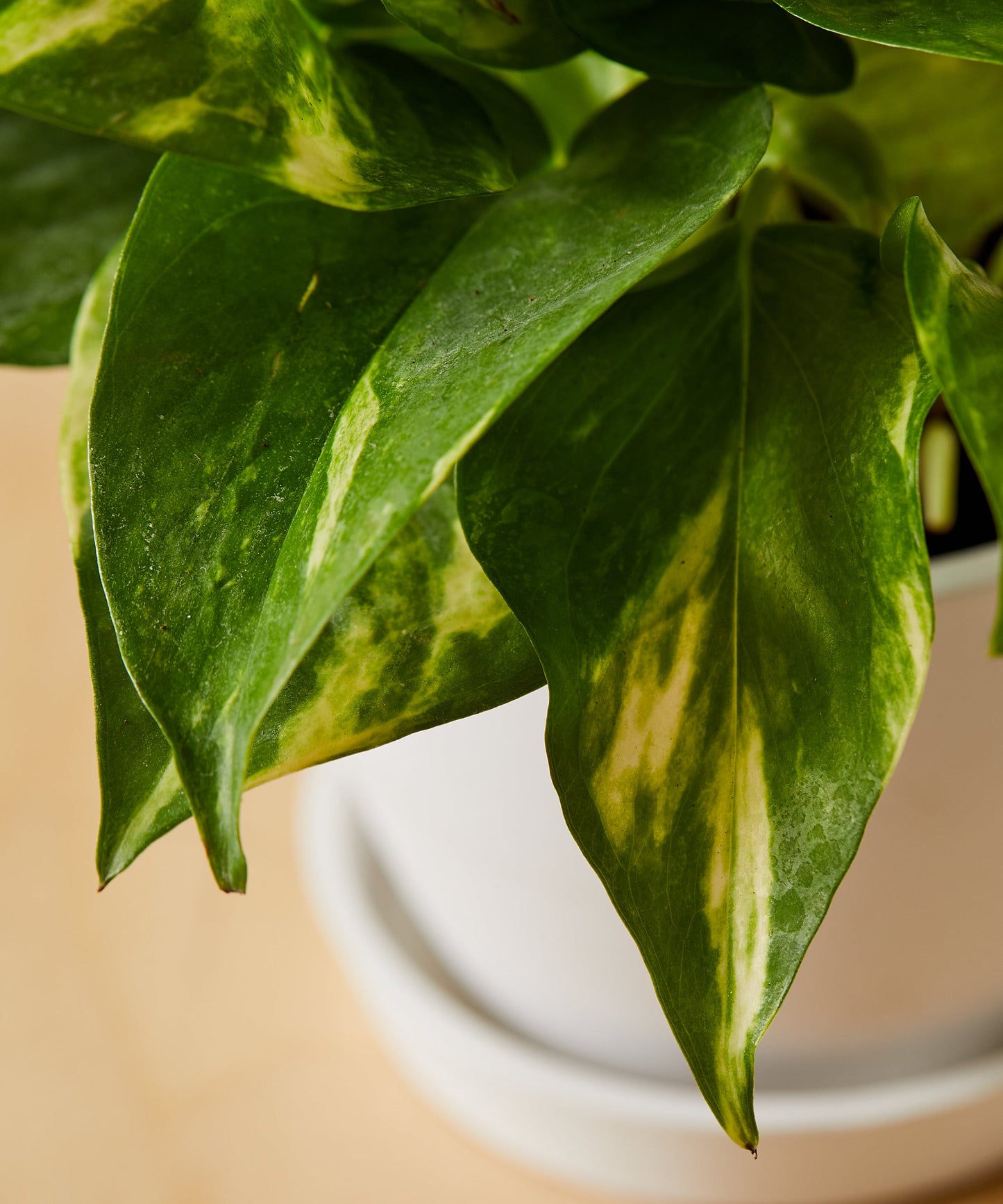 Golden Pothos