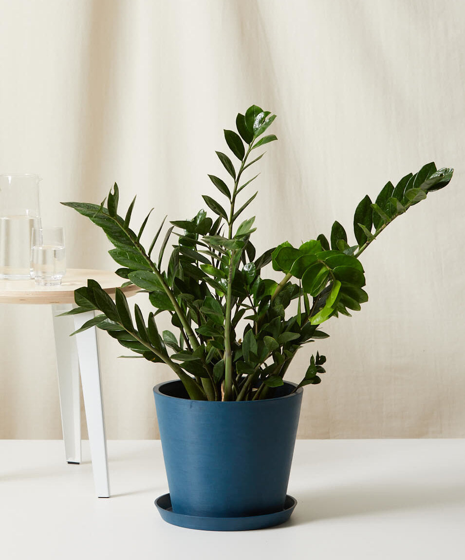 Buy Bloomscape Potted ZZ Plant