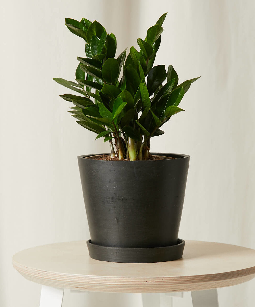 ZZ Plant