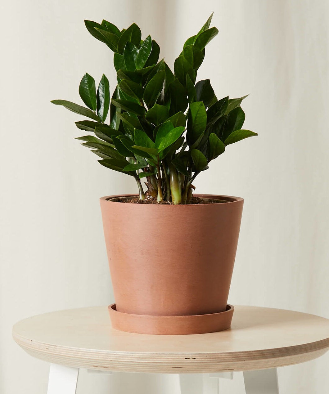 bloomscape_zz-plant_md_clay