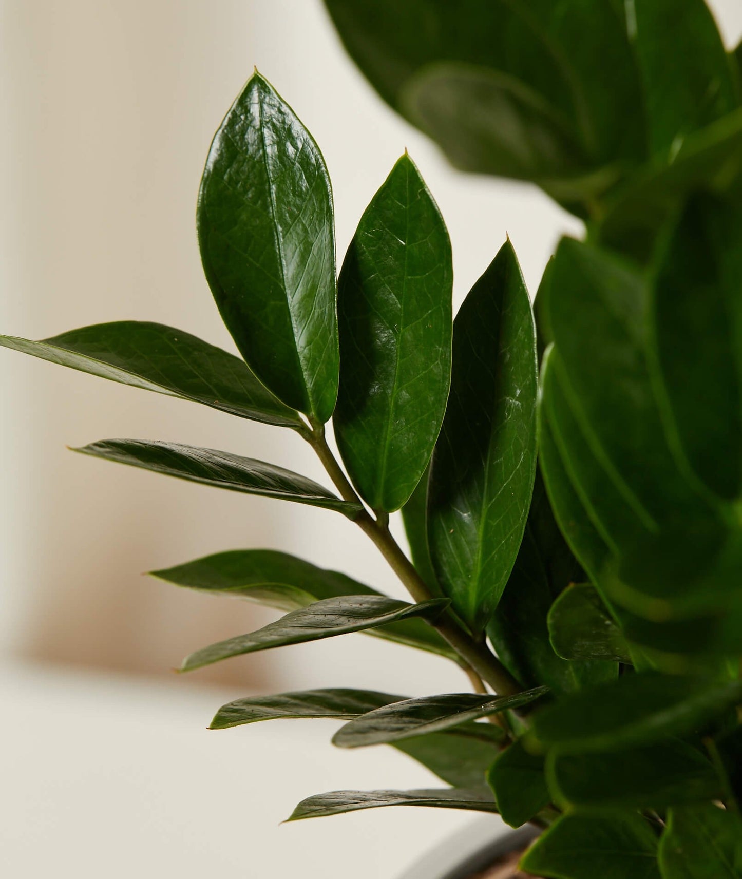 bloomscape_zz-plant_md_detail
