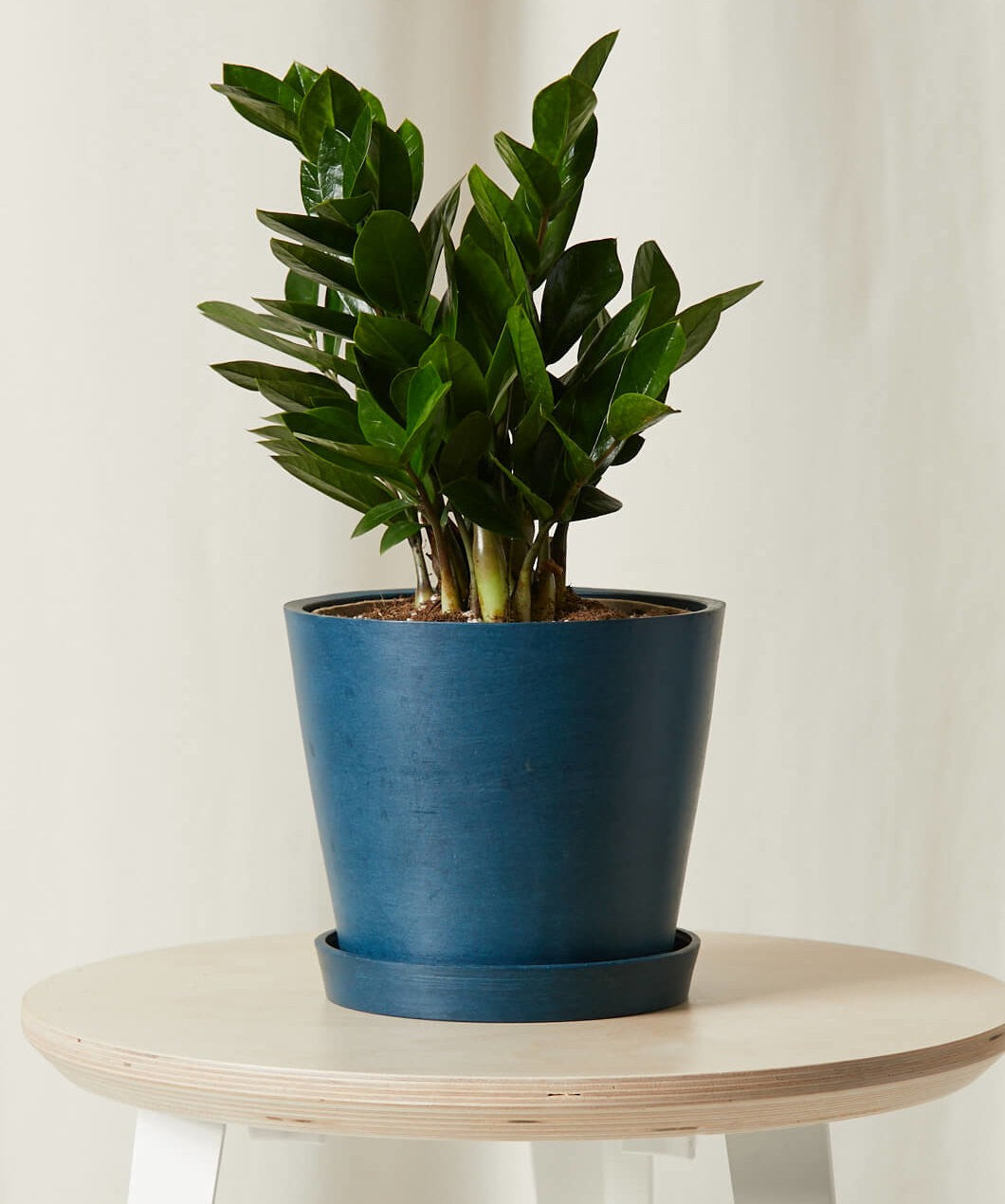 bloomscape_zz-plant_md_indigo