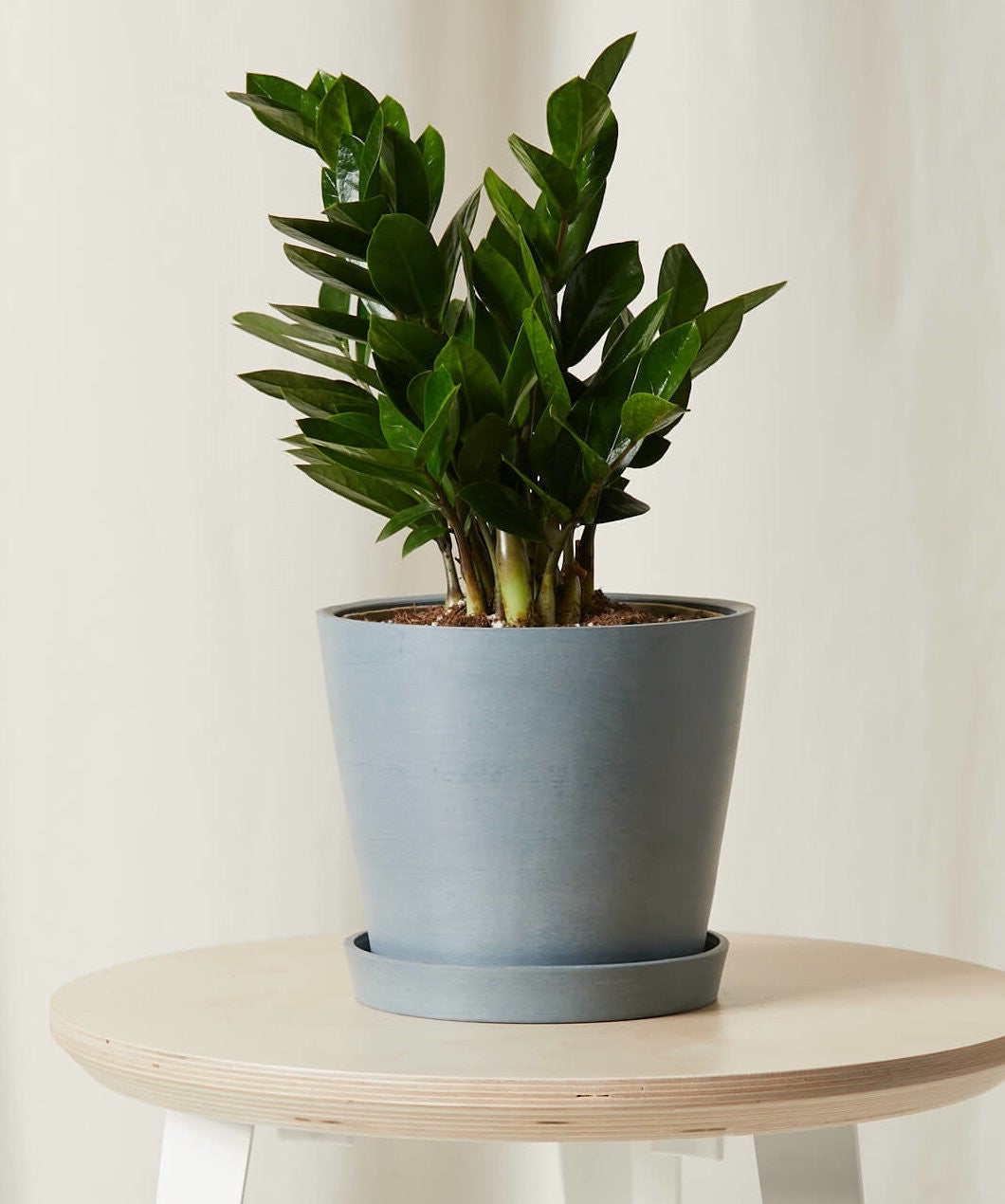 bloomscape_zz-plant_md_slate