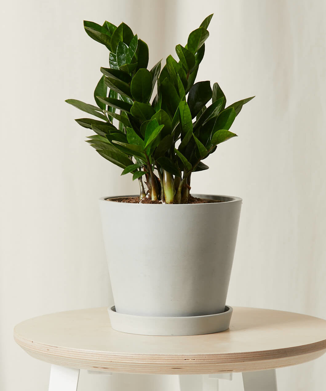 ZZ Plant