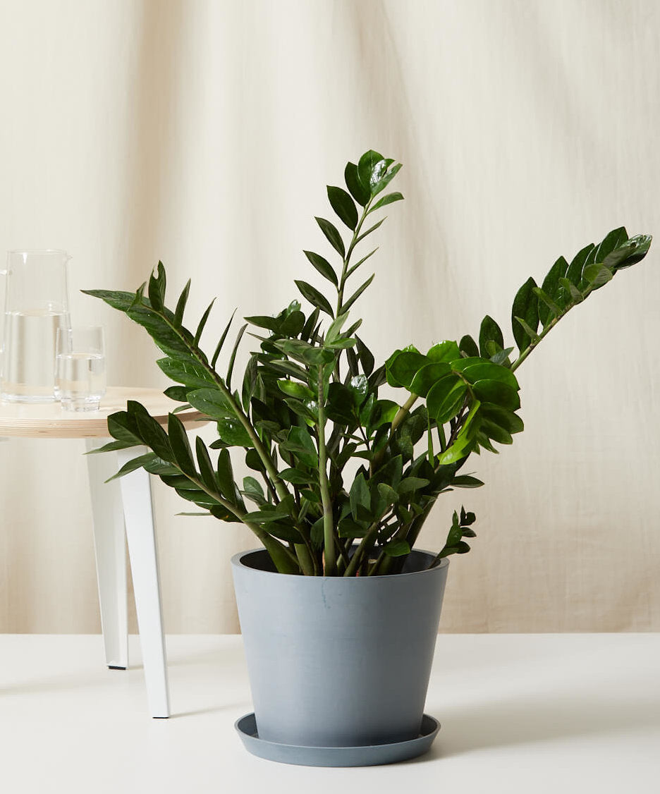 Buy Bloomscape Potted ZZ Plant