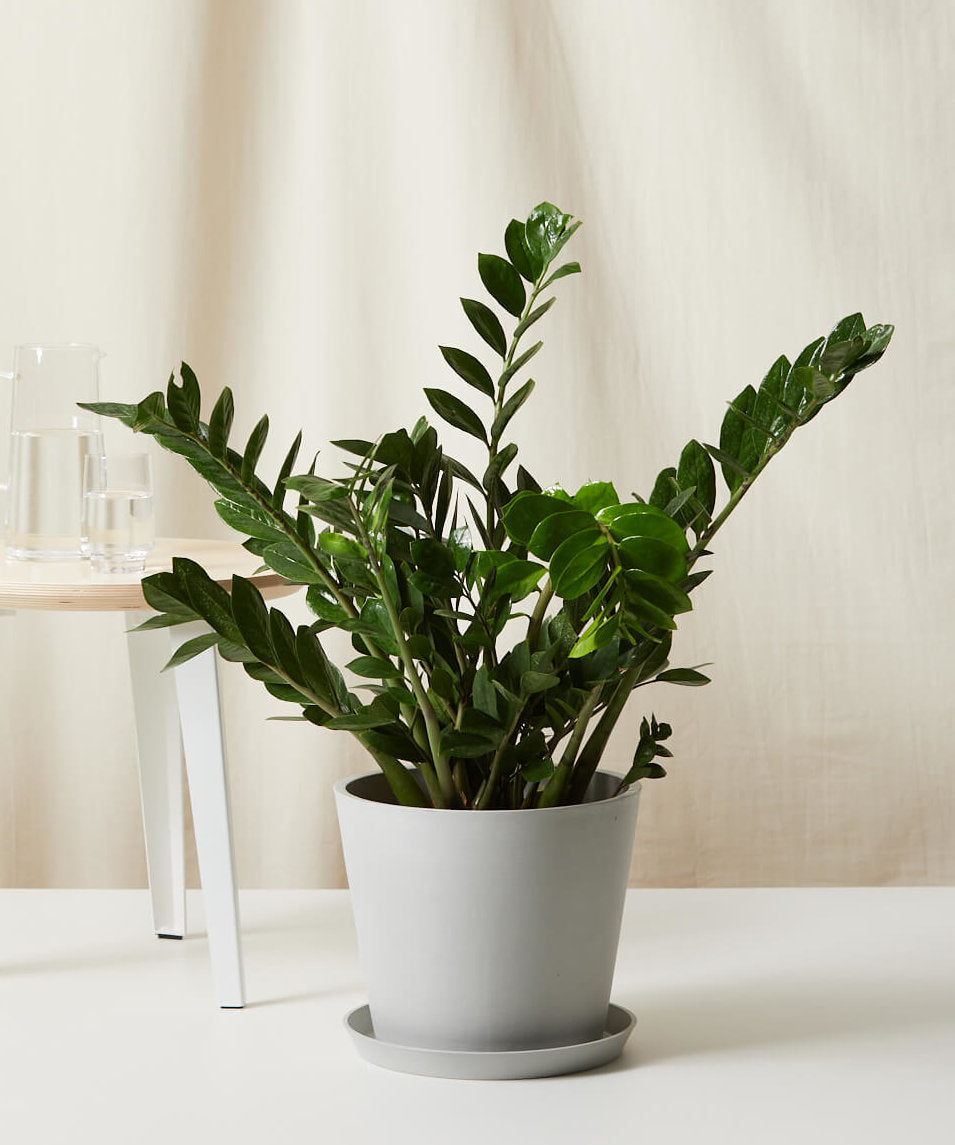Buy Bloomscape Potted ZZ Plant