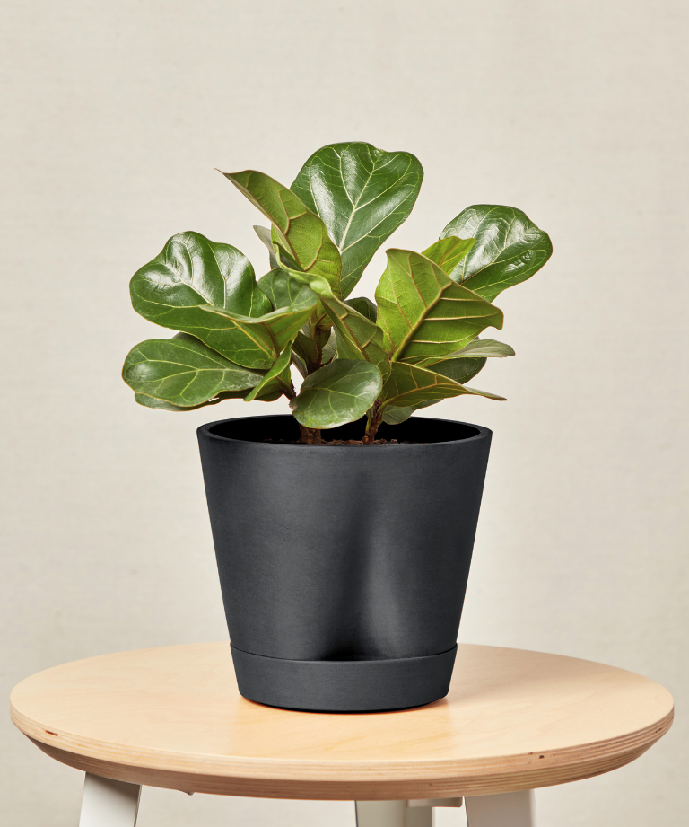 Little Fiddle Leaf Fig
