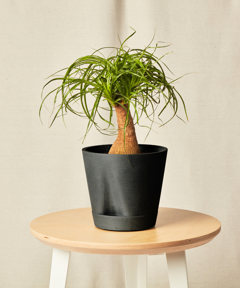 Ponytail Palm