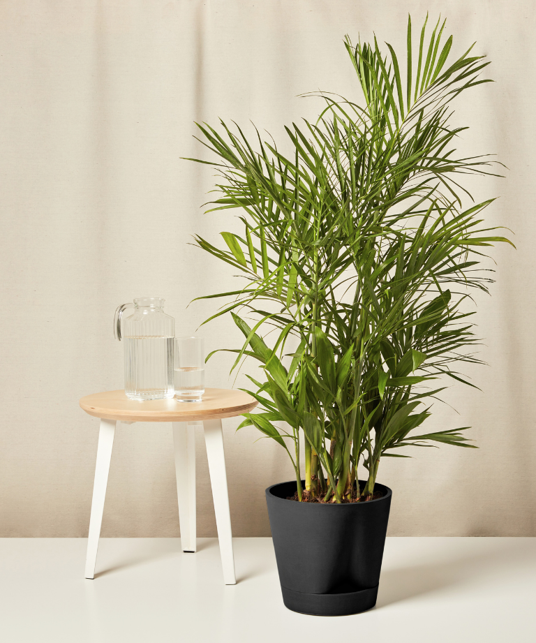 Bamboo Palm