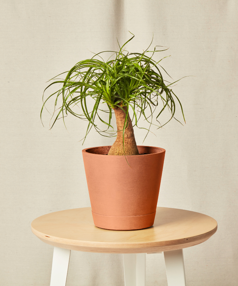 Ponytail Palm