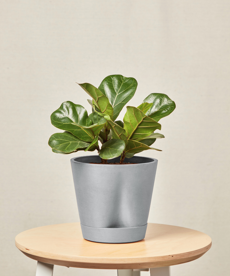 Little Fiddle Leaf Fig
