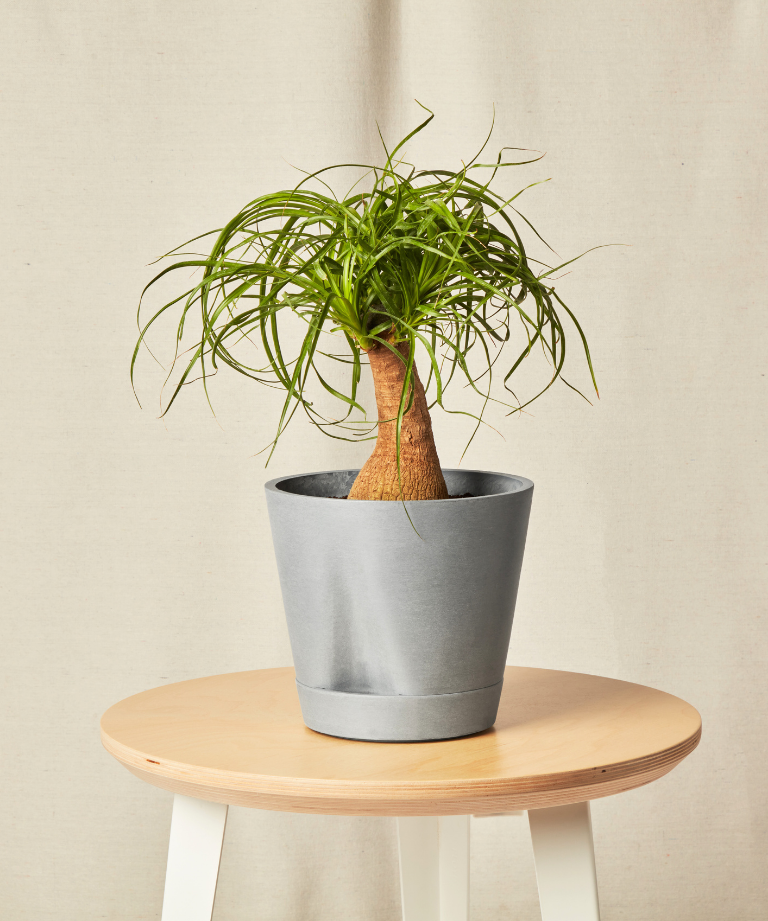 Ponytail Palm