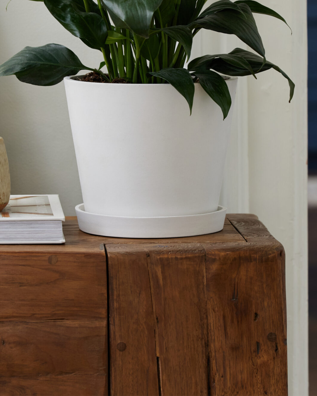 Little Fiddle Leaf Fig